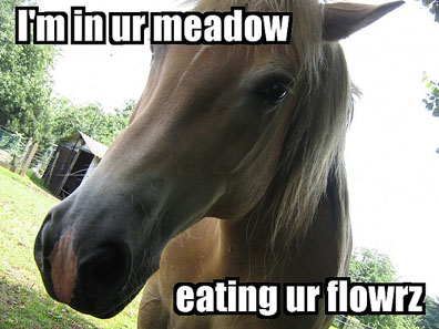 Im in ur meadow eatin ur flowers, lolhorse, funny horse photo