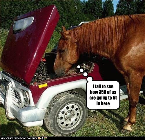 funny horse. under Funny Horse Photos