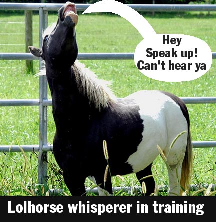 lolhorse whisperer in training