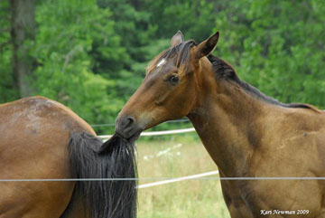 horses tail pulling